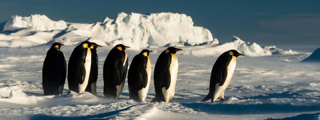 antarctique